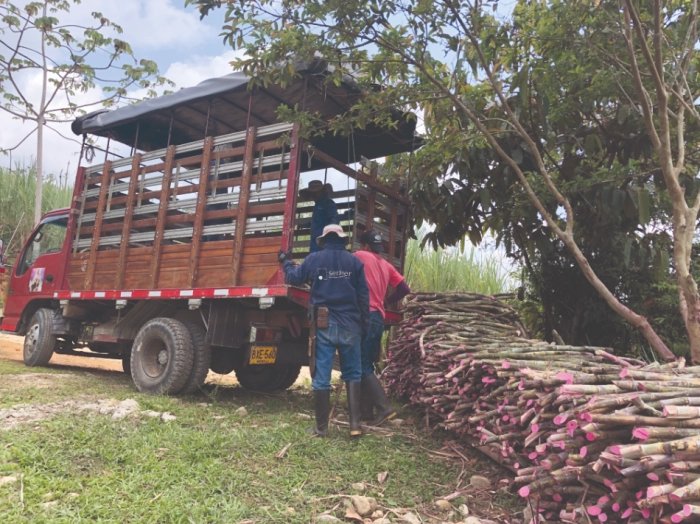 Donación de Semillas de Caña