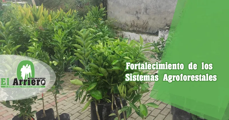 Fortalecimiento de los Sistemas Agroforestales